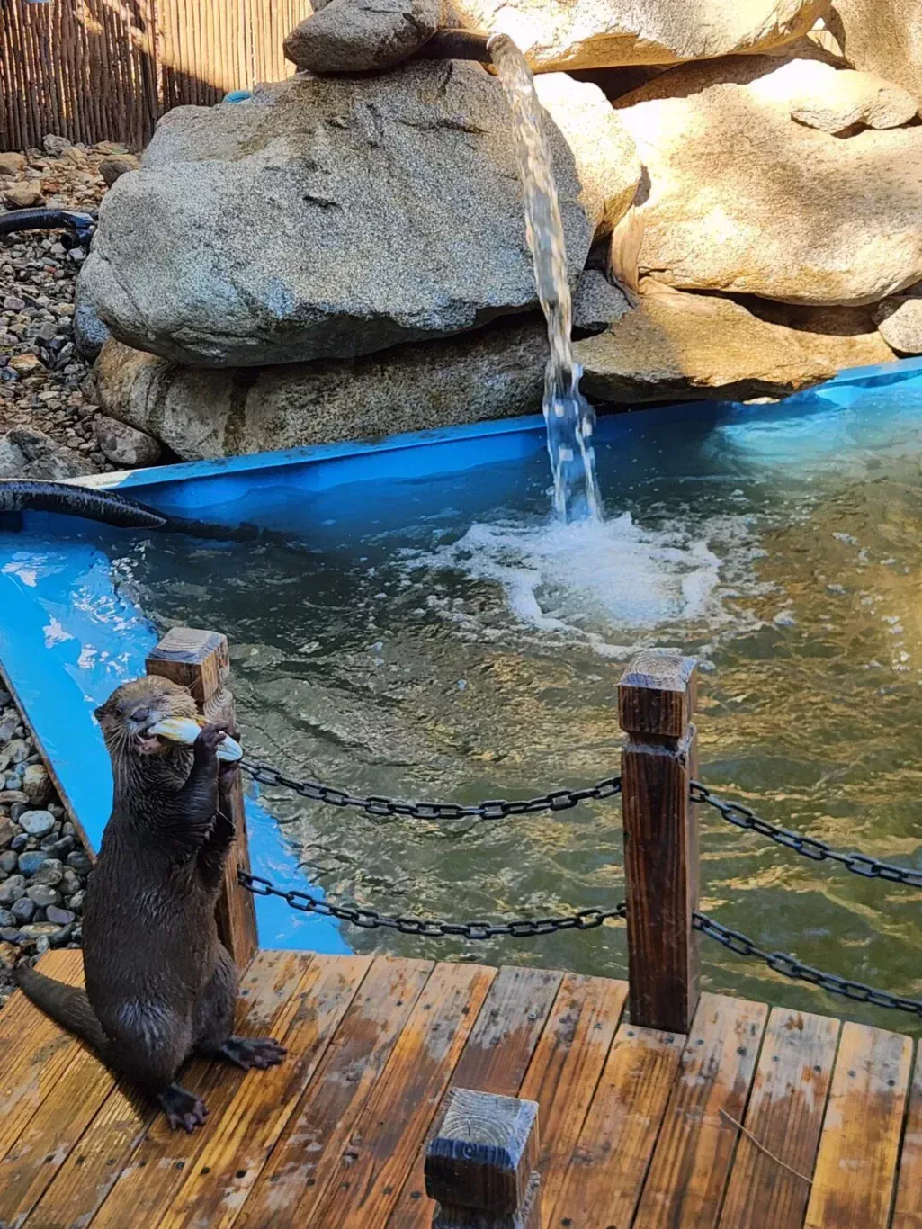 Otter holding hands with a smiling guest during a pool-side session