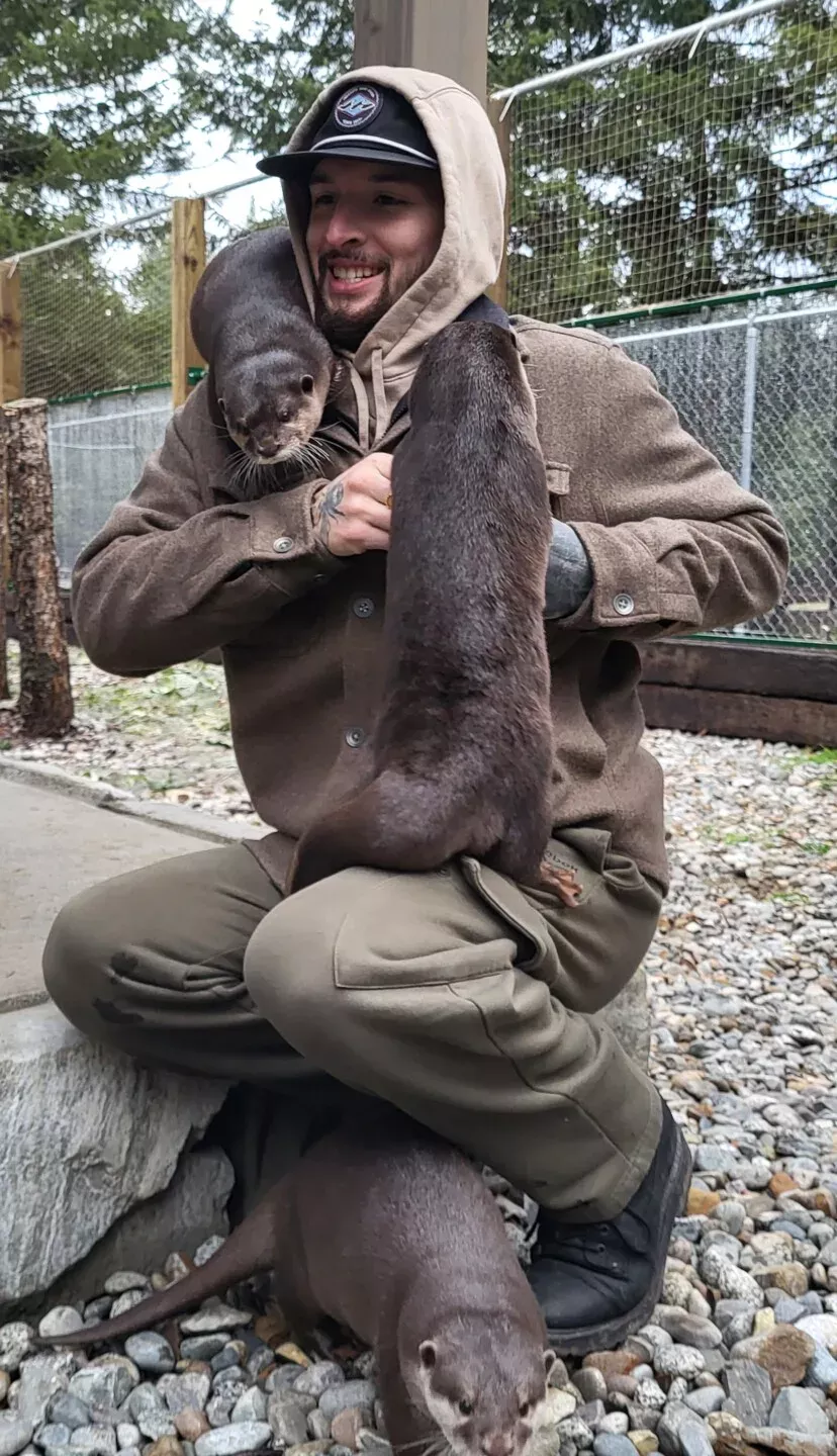 Playful otter greeting a guest during an encounter