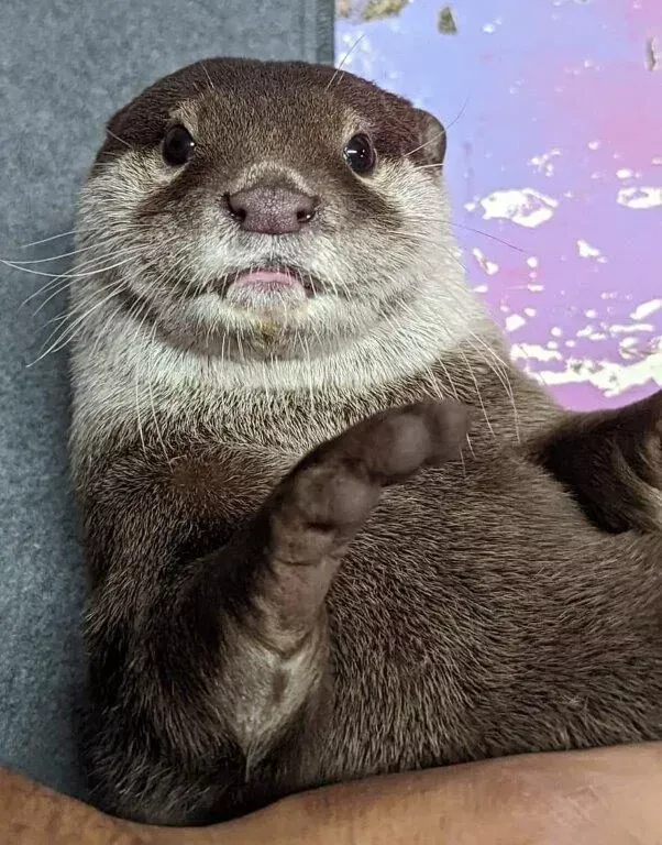 Charlie's Angels otters standing alert together in the enclosure