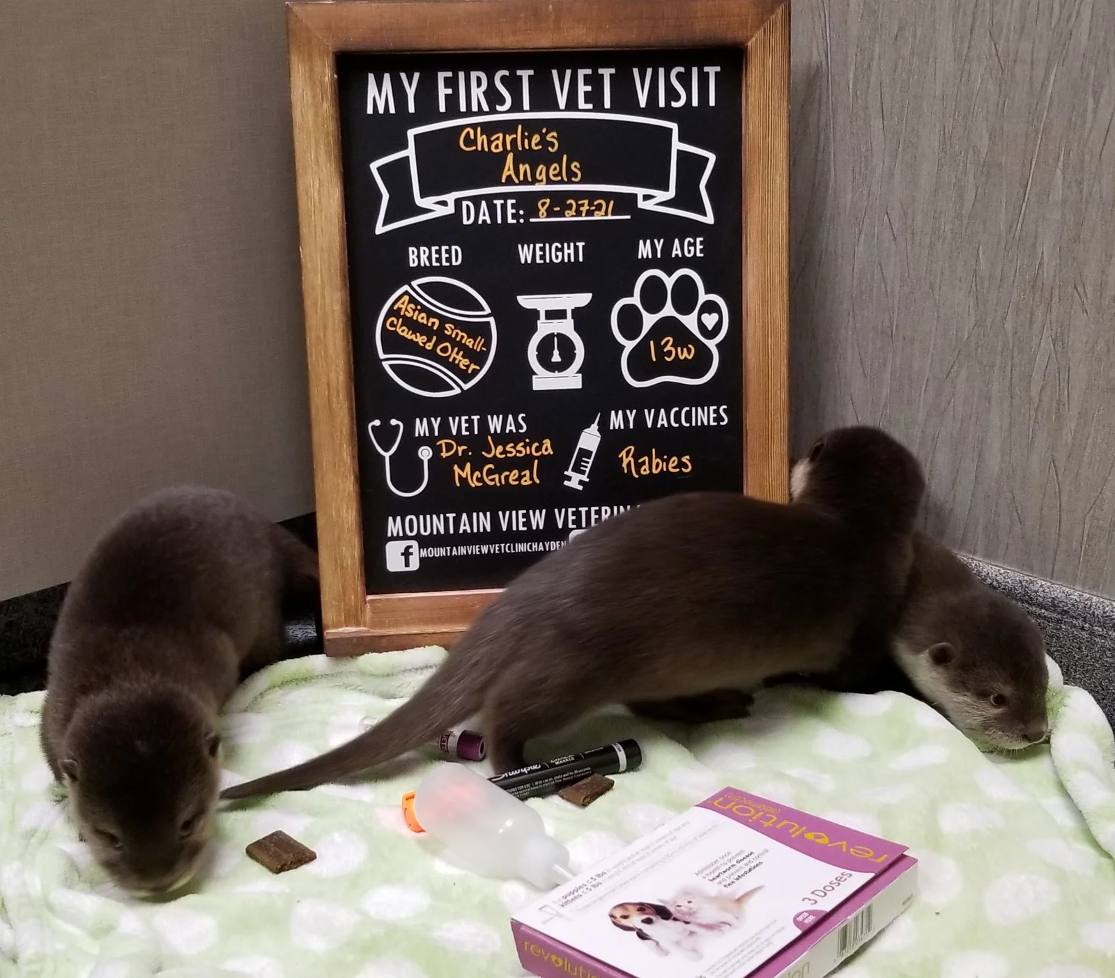 Otter photo 1