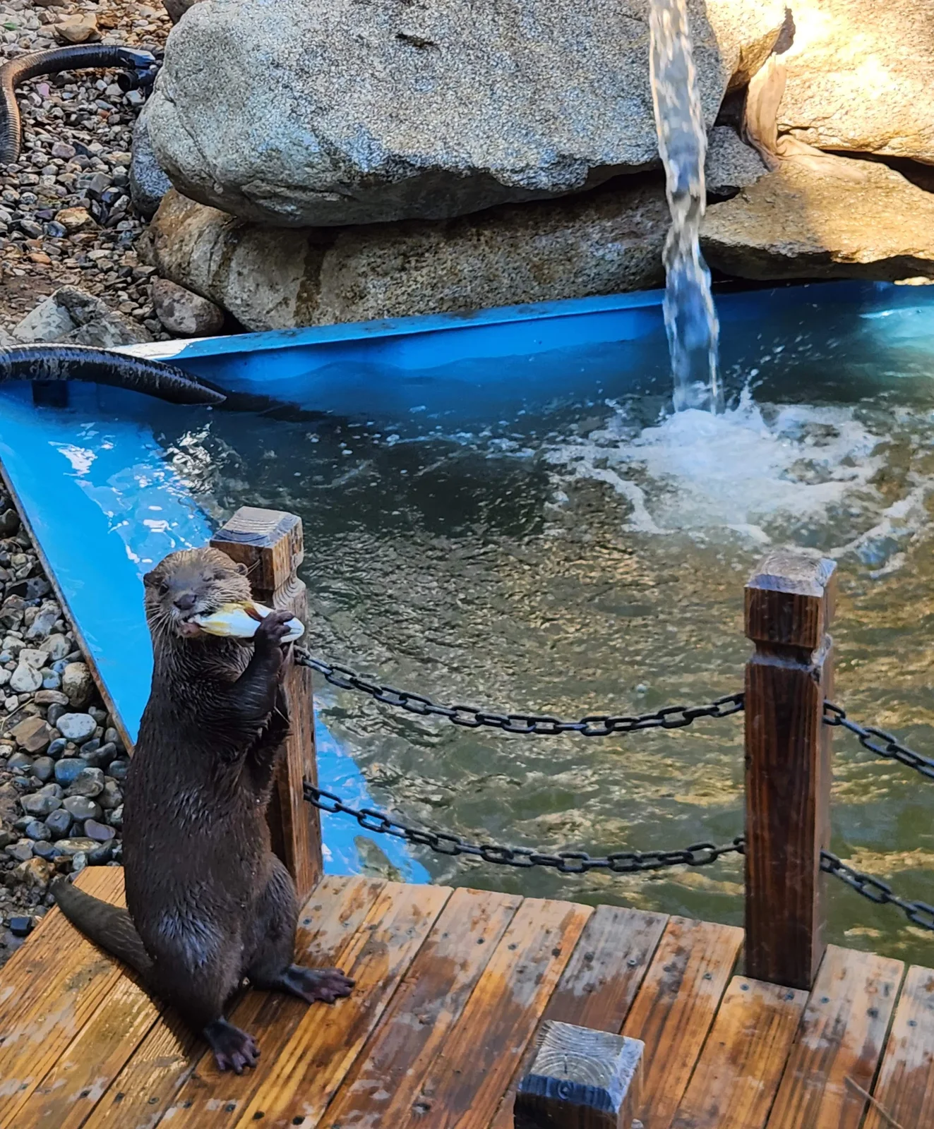 Otter photo 3