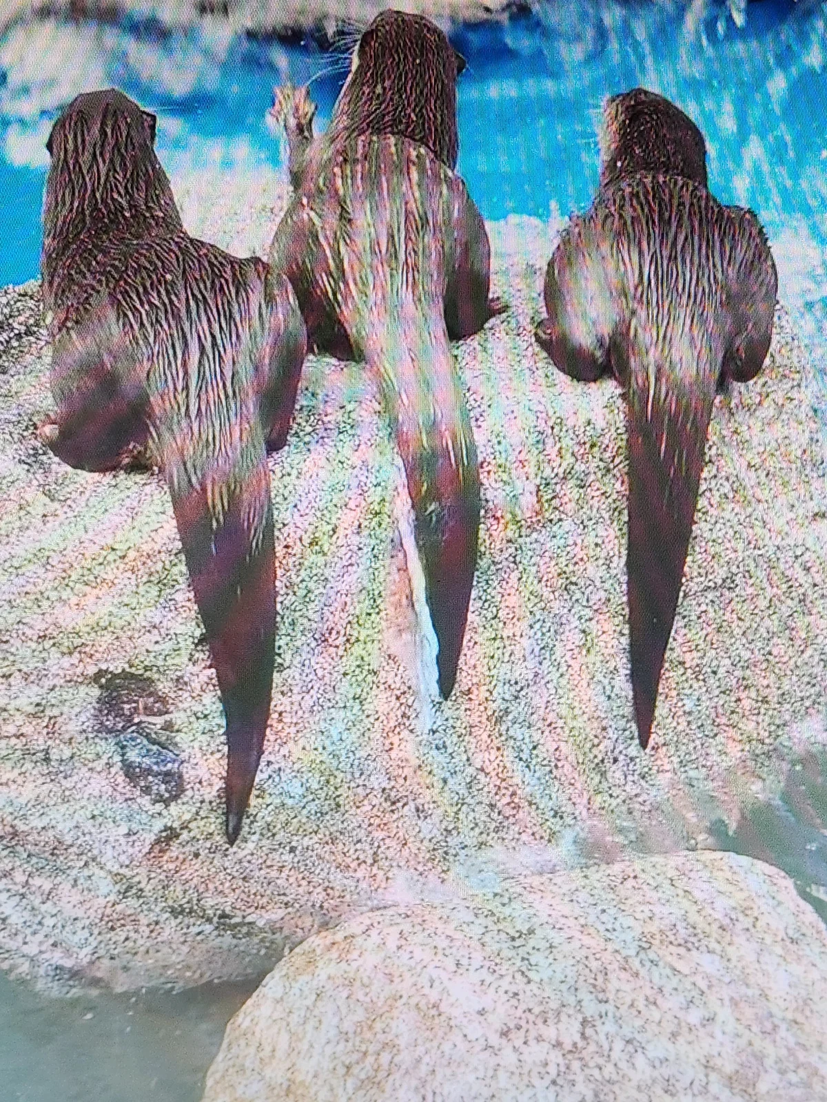 Otter photo 4