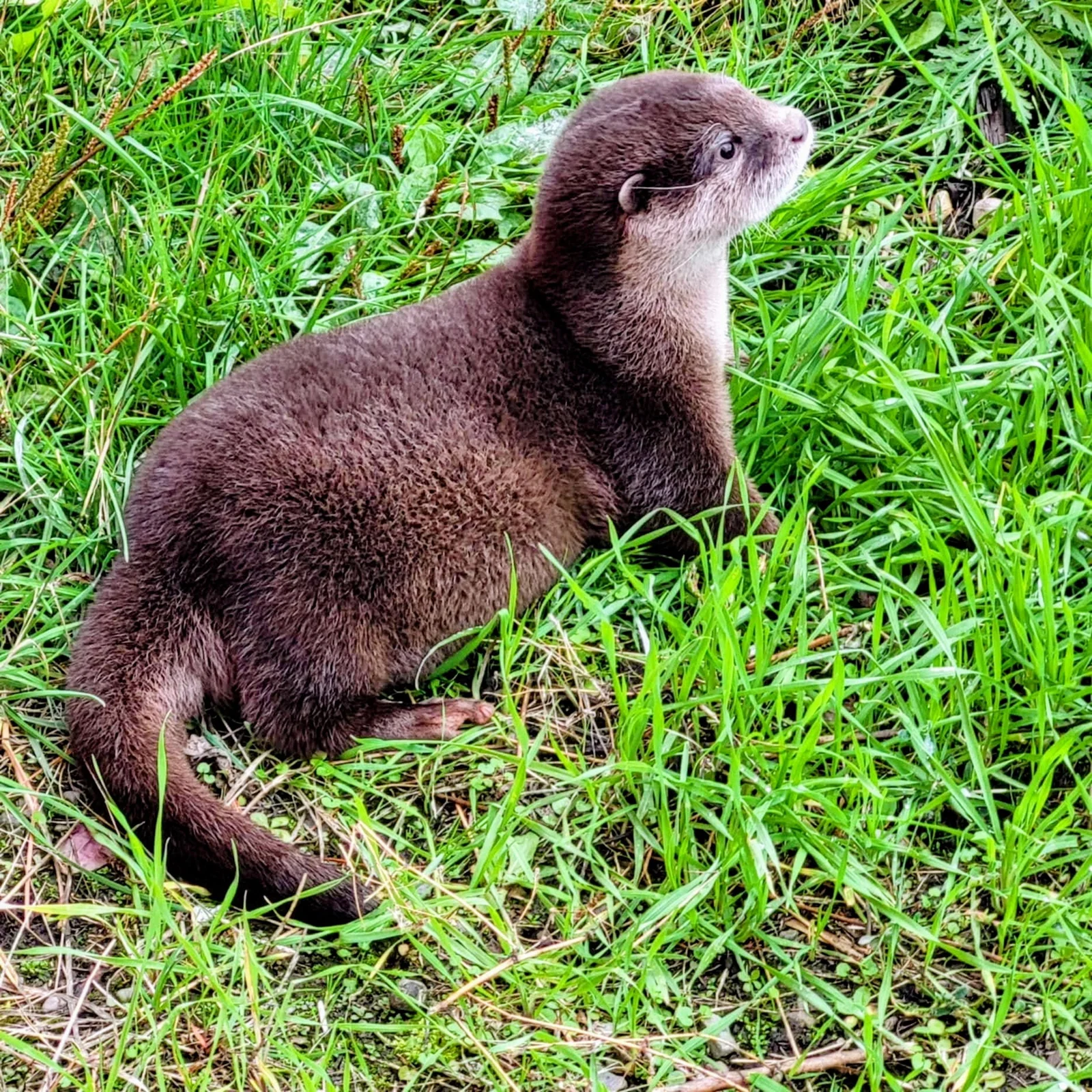 Otter photo 9