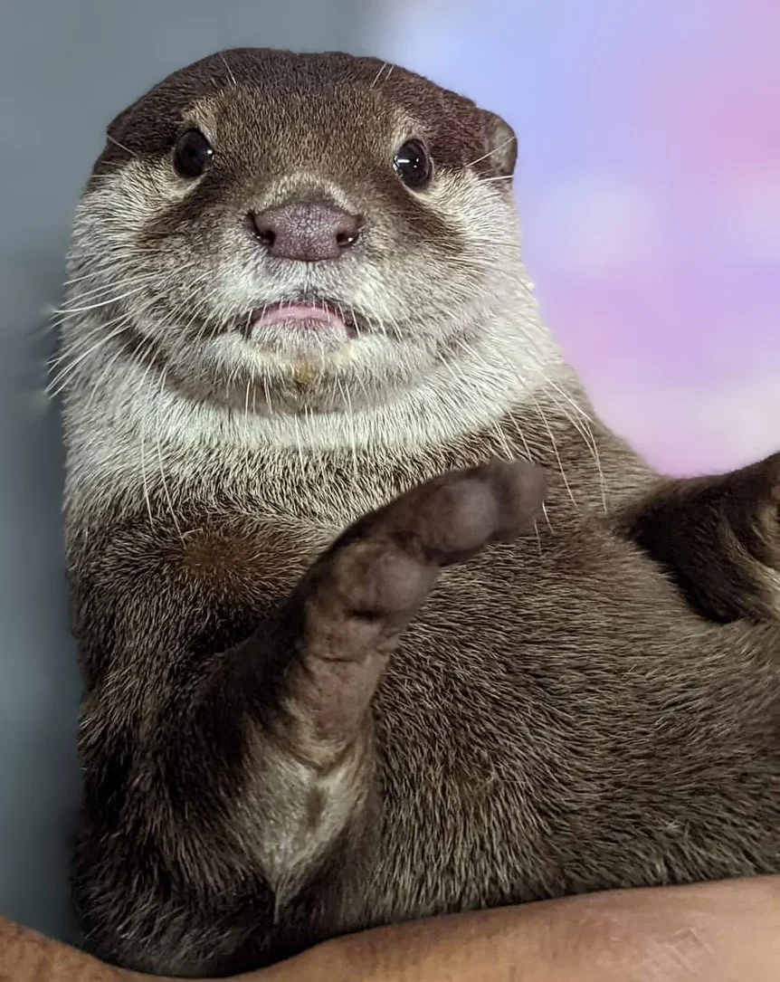 Otter photo 10