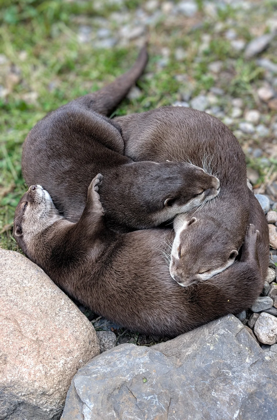Otter photo 12
