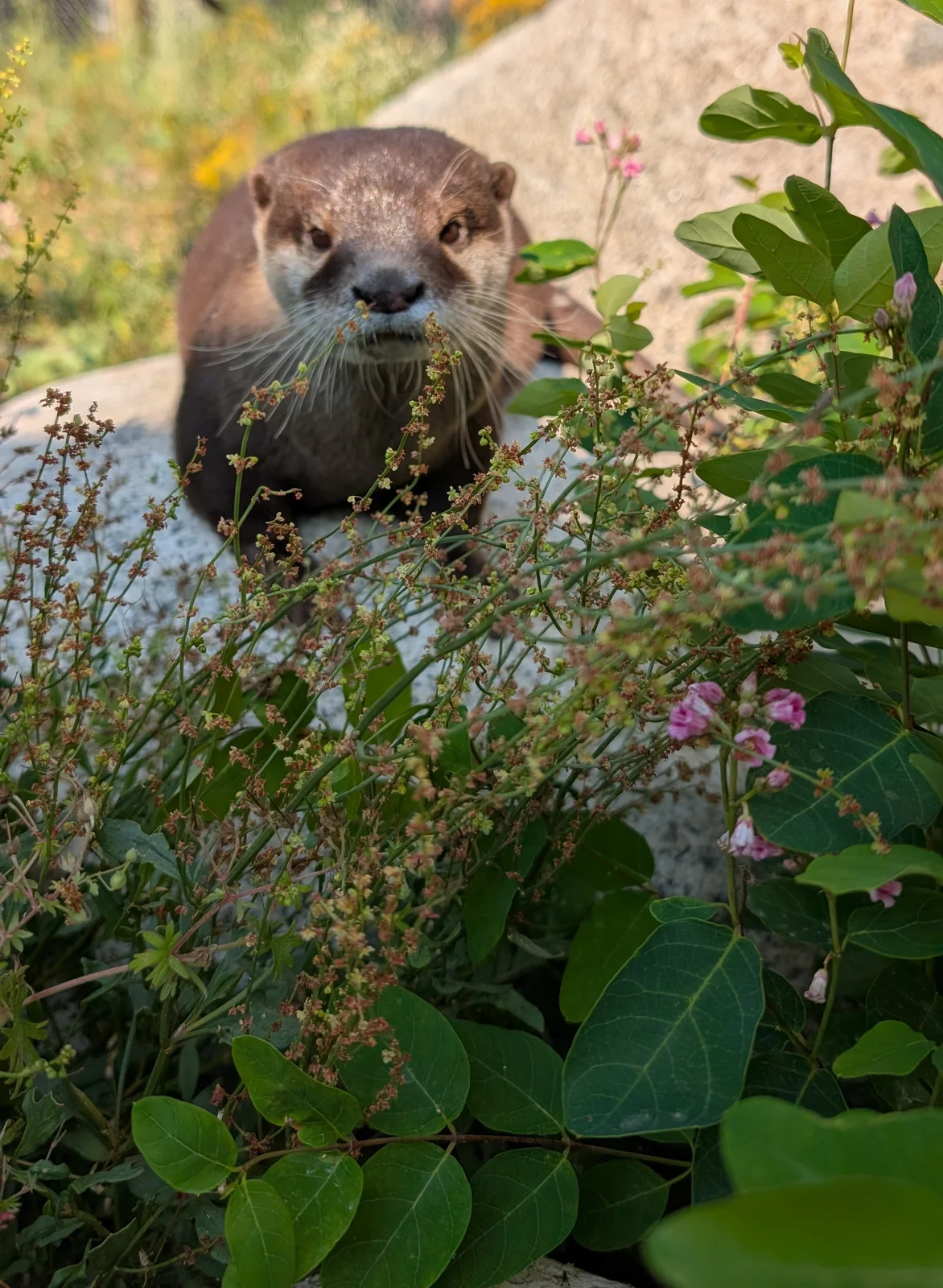 Otter photo 13