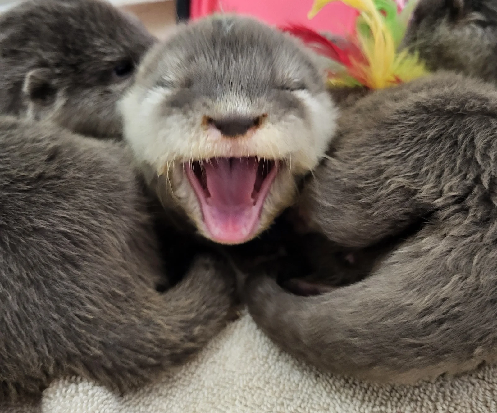 Otter photo 15
