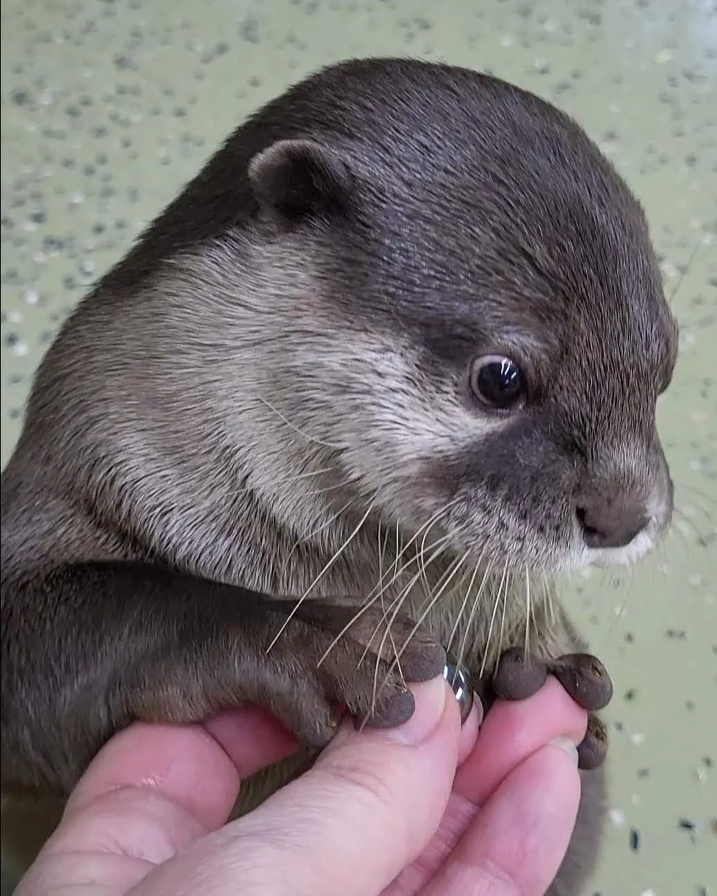 Otter photo 16