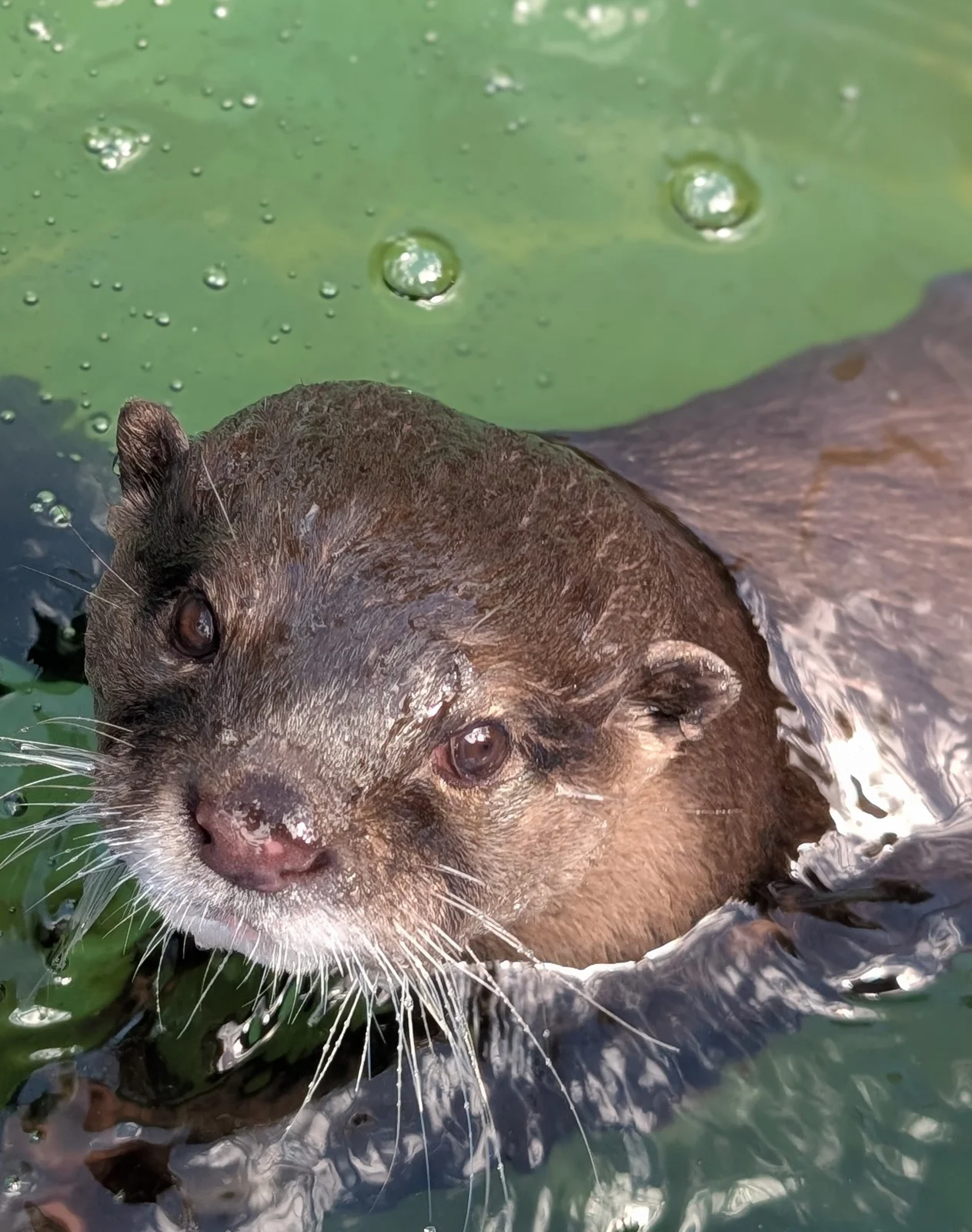 Otter photo 17