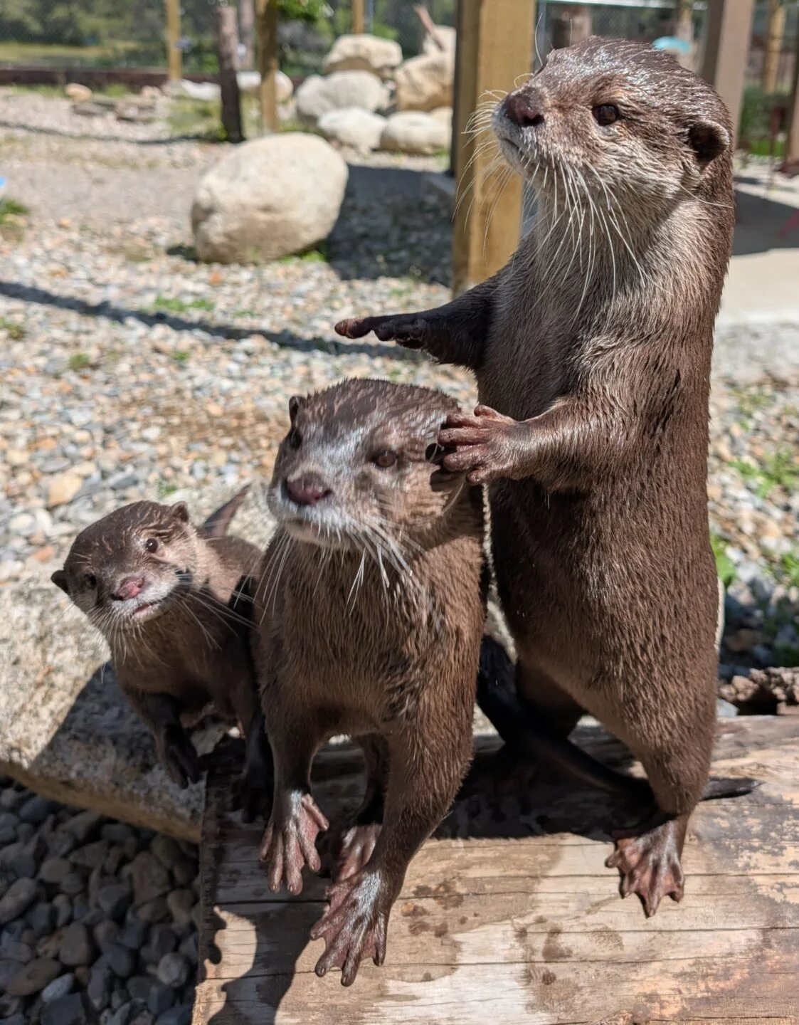 Otter encounter at Ottertopia